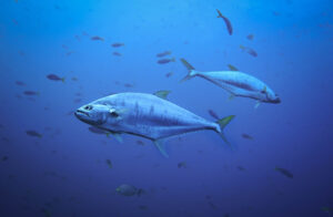 large fish swimming in the ocean.