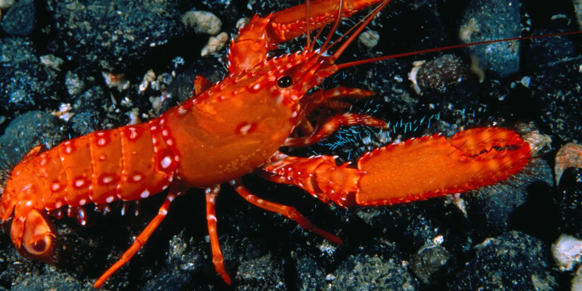 A lobster crawling on the sea floor.